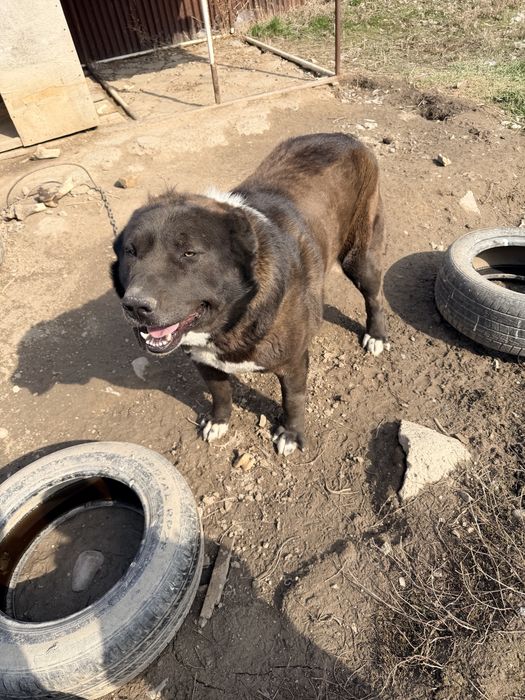 Казаки кара тобет