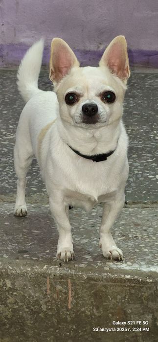 Вязка собаки чихуахуа