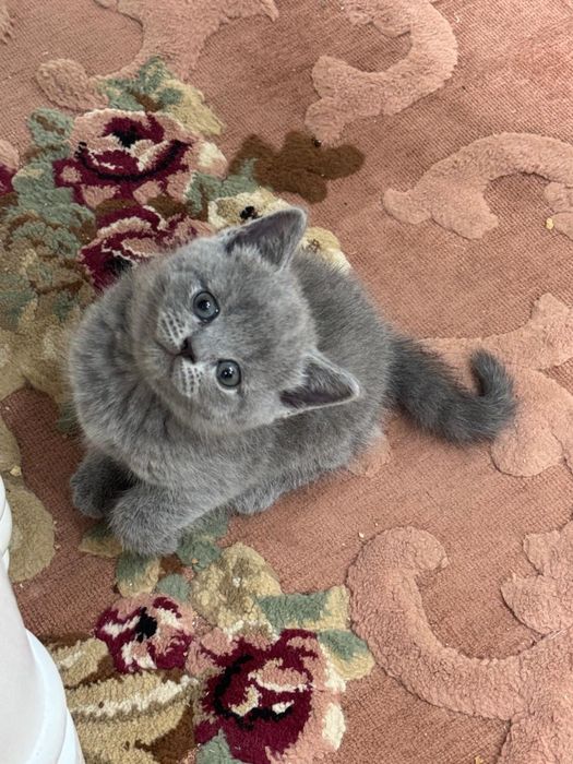 Британские котята