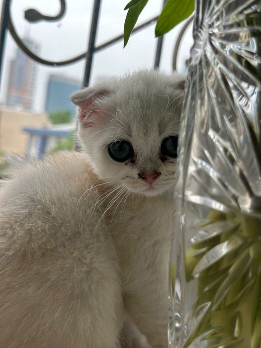 Котята от чистокровных родителей