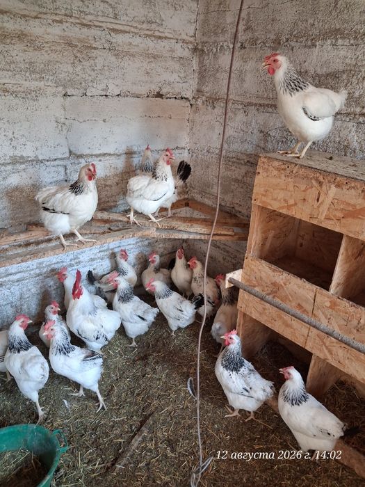 Продам годовалых адлеров