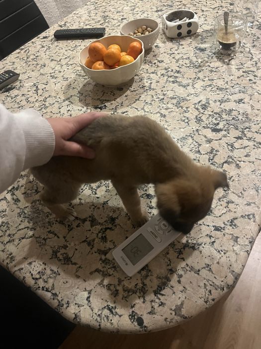 Кученце търси дом