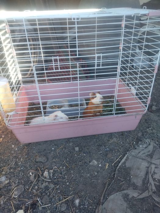 Продам морских свинок