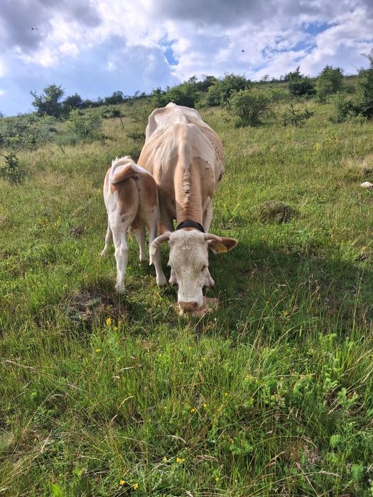 De vânzare vaca cu vitel