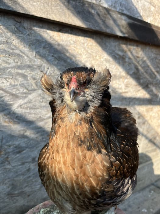 Oua Marans negru aramiu si Araucana potarnichiu