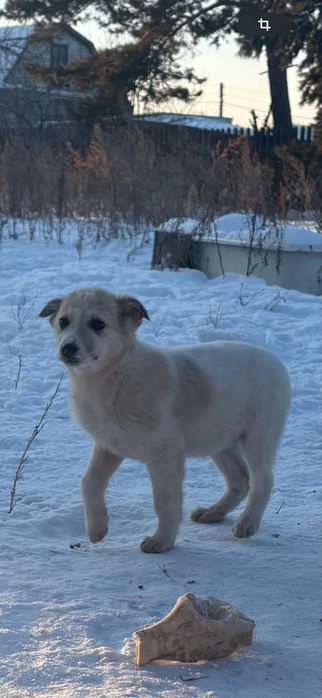 Щеночки девчули