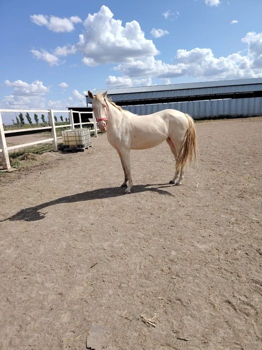 Ахалтекинская кобыла ,жеребец