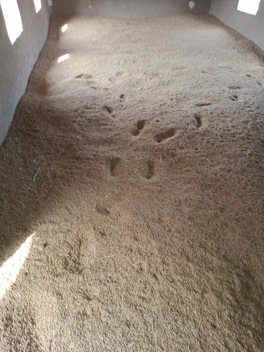 Шоли уруги Аланга Alanga sholi urug'i sotiladi