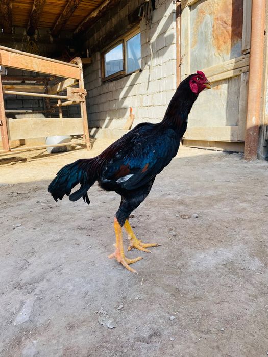 Шөже майский дәкән