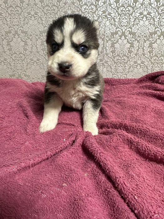 Щенки сидирского хаски