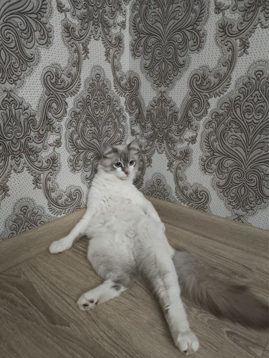 Отдам кота в добрые руки