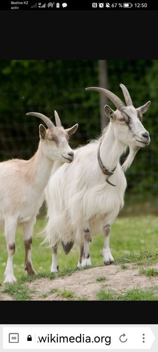 Козье молоко от породистых коз