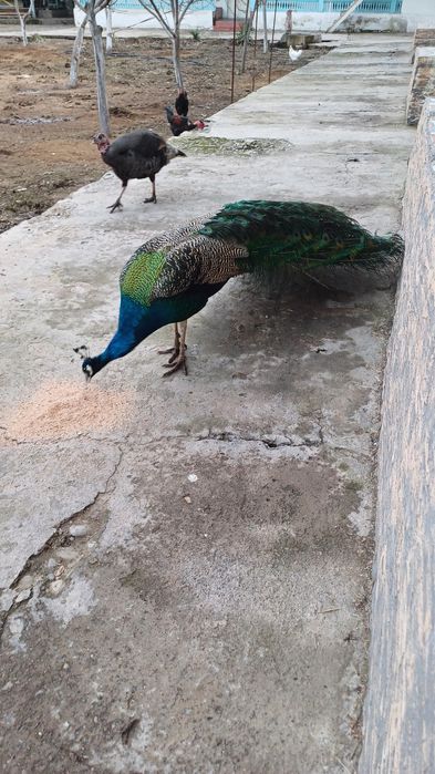 Павлин индийский