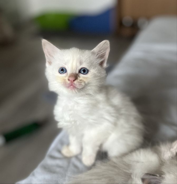 Motănel Ragdoll Flame Point