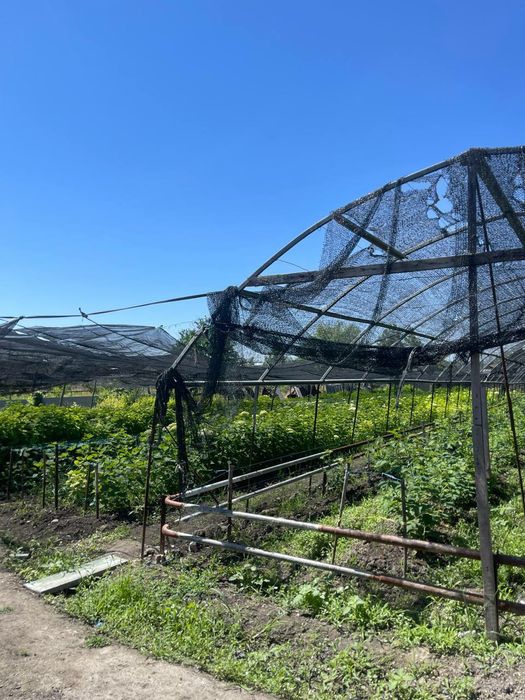 Dala. Xovli. Uy. Teplisa. Issiqxona