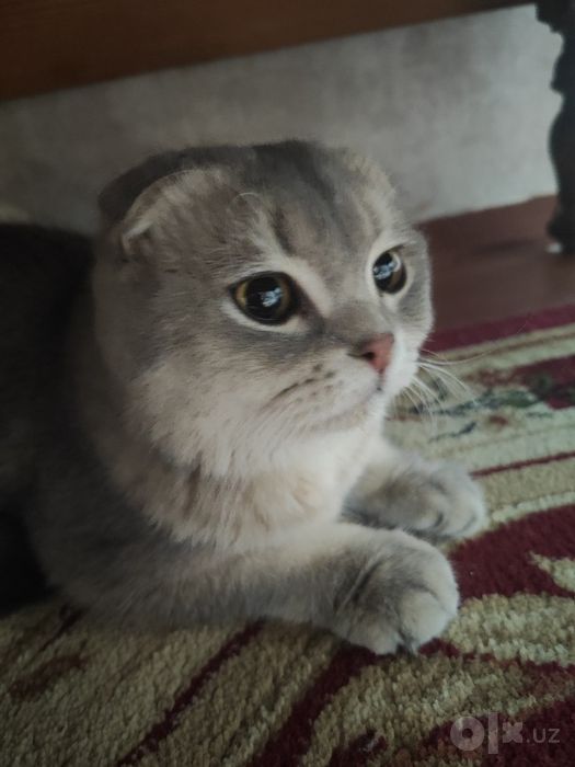 Кошка для вязки бесплатно