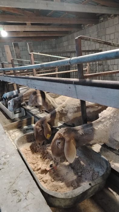 Козылы кой сатылады