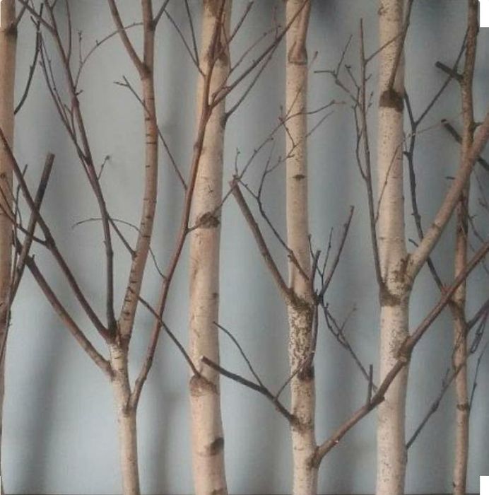 Mesteacan alb pentru decor. Trunchiuri