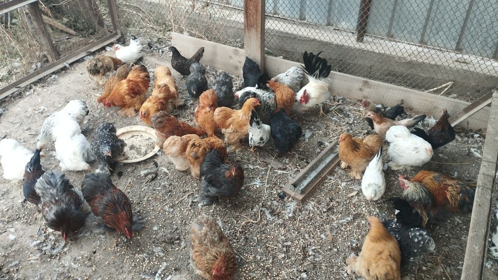 цыплята кохенхины