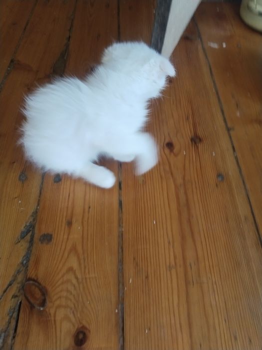 Продаются котята!