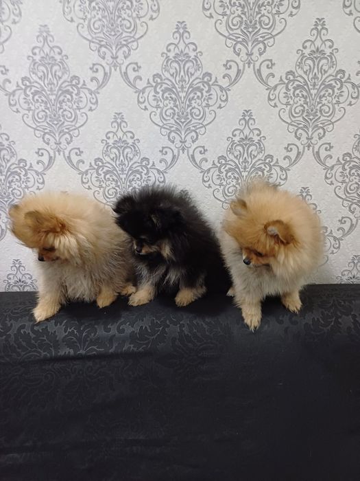 Померанские шпицы