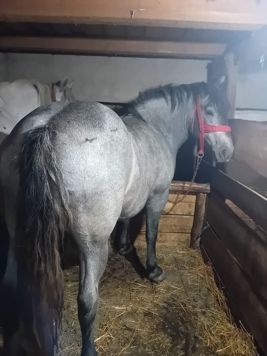 Vând mânză de 3 ani