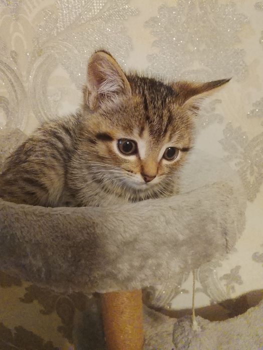 Продам породистого котенка
