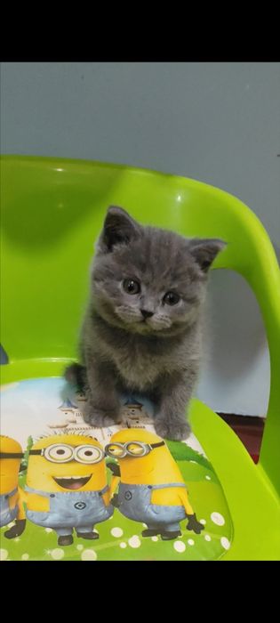 Продаётся котенок девочка,породы скоттиш страйт