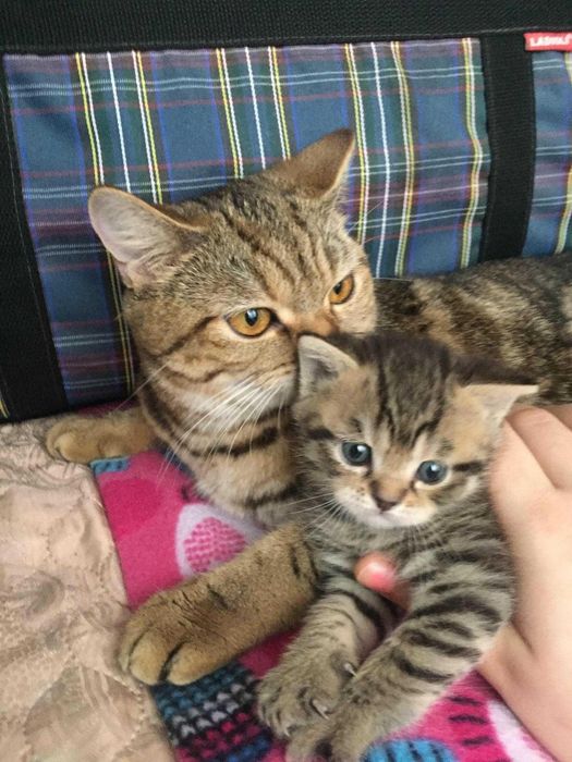 Британские котята