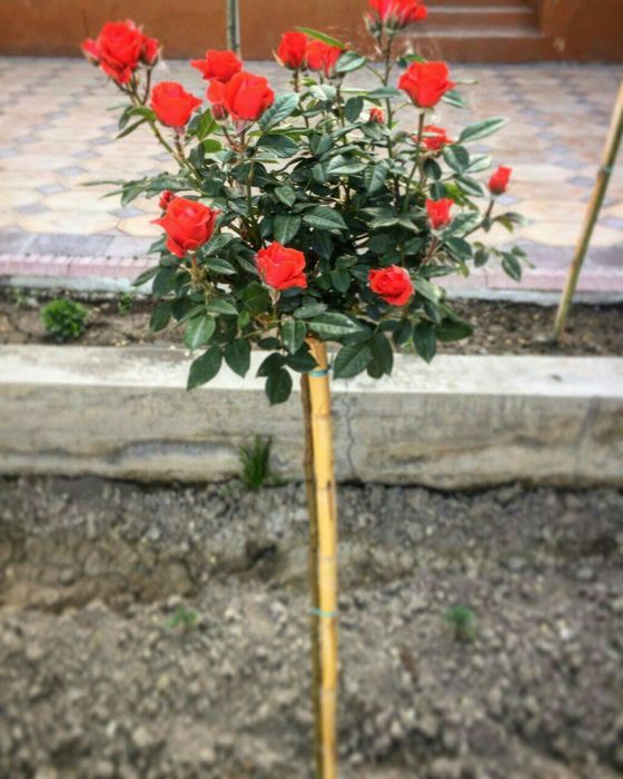 Shtampoviy  atirgul ko'chati sotiladi