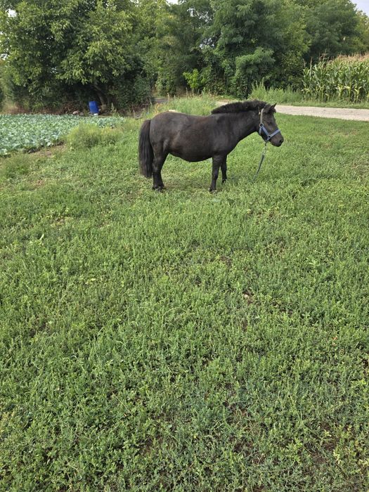 Poneița  cu pasaport