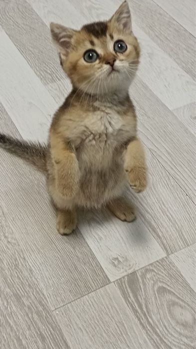 Продаются котятки