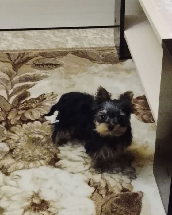 Продается девочка  миник