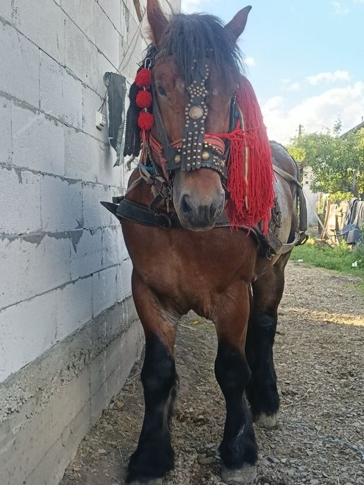 Vand manz de 3 ani