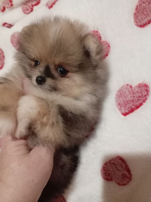 Продам щенка шпица