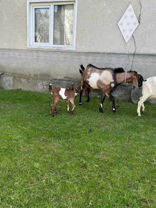 Capre anglo-nubiene rasa pura