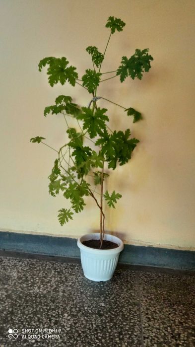 Продавам индрише