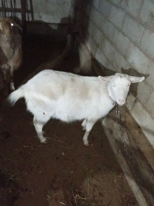 Занен  30000.. 1штук...