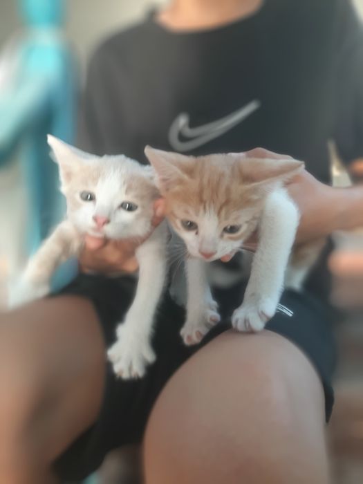 4кошки     2жёлтый  3серый