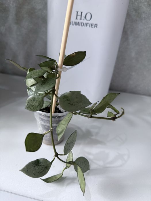 Хойя хойя хойя хойя