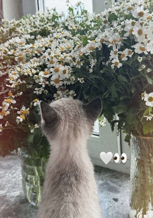 Цветы для посадки