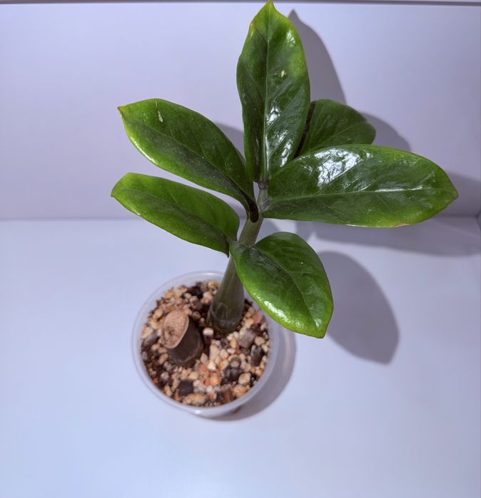 Замиокулькас Зензи, комнатные растения, комнатные цветы