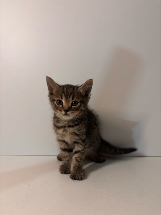 Отдам котят в хорошие руки