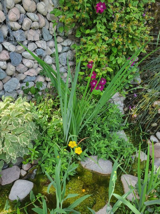 Ирис болотный желтый