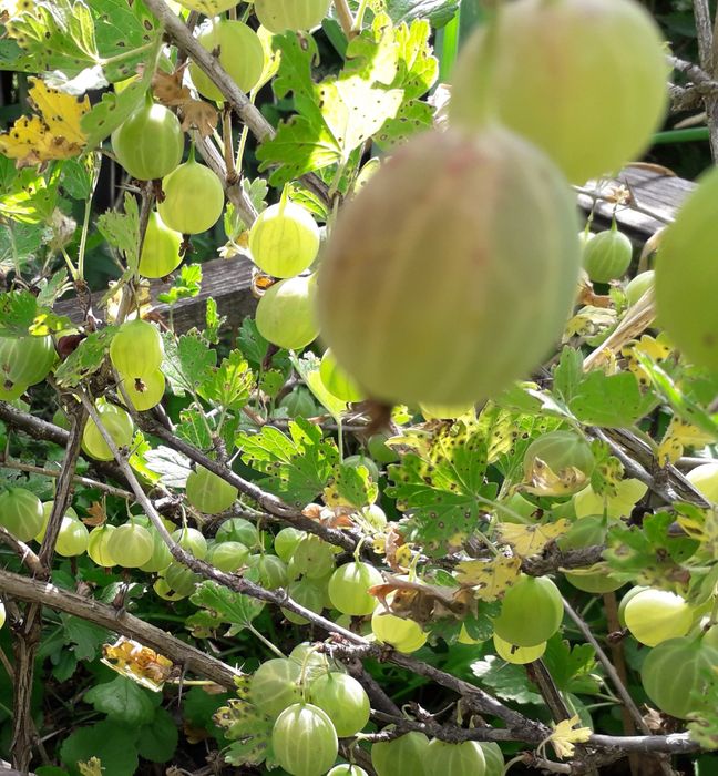 Дачная продукция