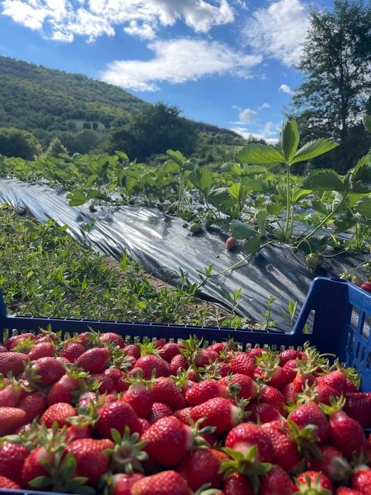 РазпродажбА Ягоди клери