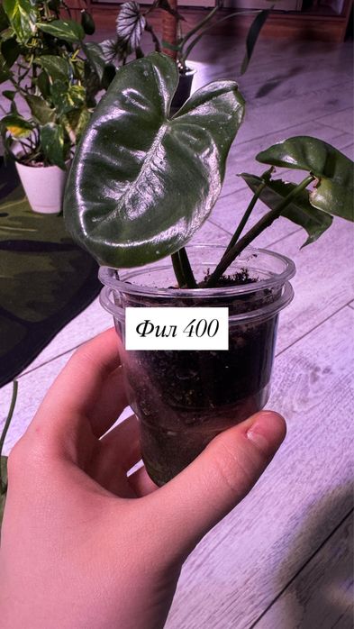 Комнатные растения