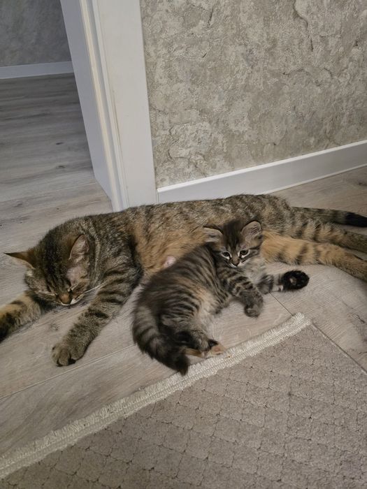 Отдам котенка девочку в добрые руки!