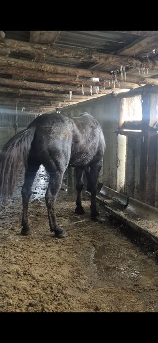 Айгыр Жкребецы ..