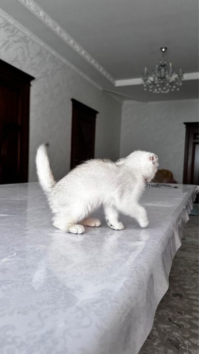 Кот шиншила 2 мес